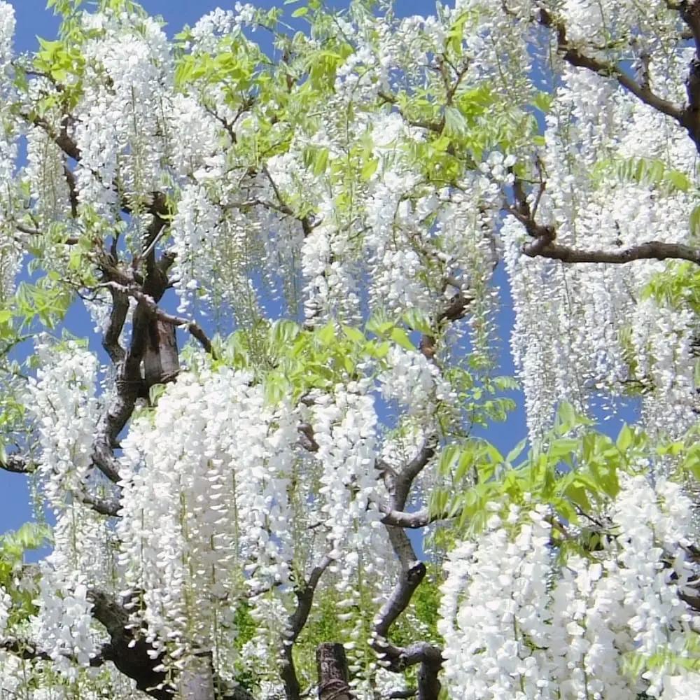 Heirloom Non-GMO White Wisteria Flower Seeds for Garden Planting – Cascading Fragrant Blooms seeds for planting in home garden