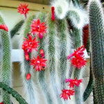 Fresh Monkey Tail Flower Seeds for Planting - 100 seeds for planting in home garden