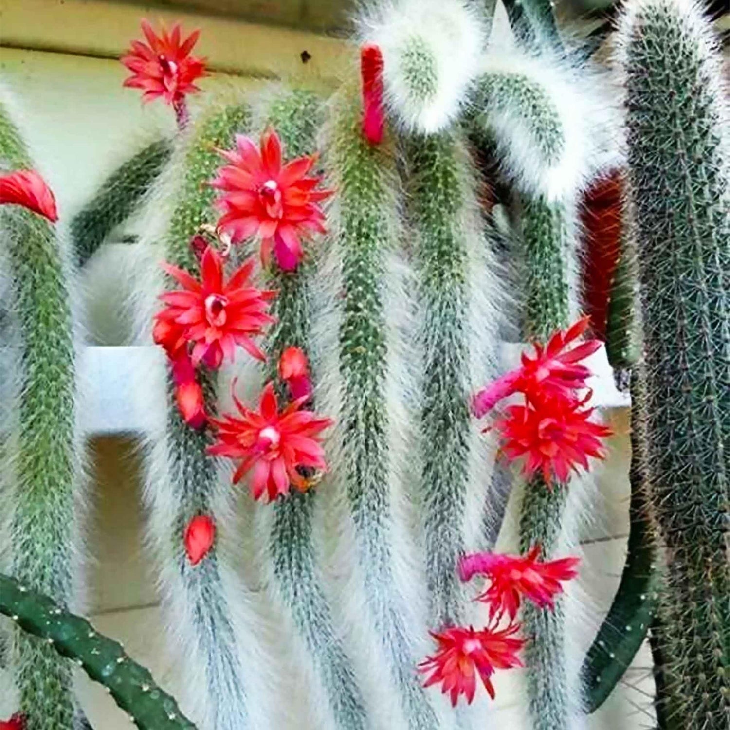 Fresh Monkey Tail Flower Seeds for Planting - 100 seeds for planting in home garden