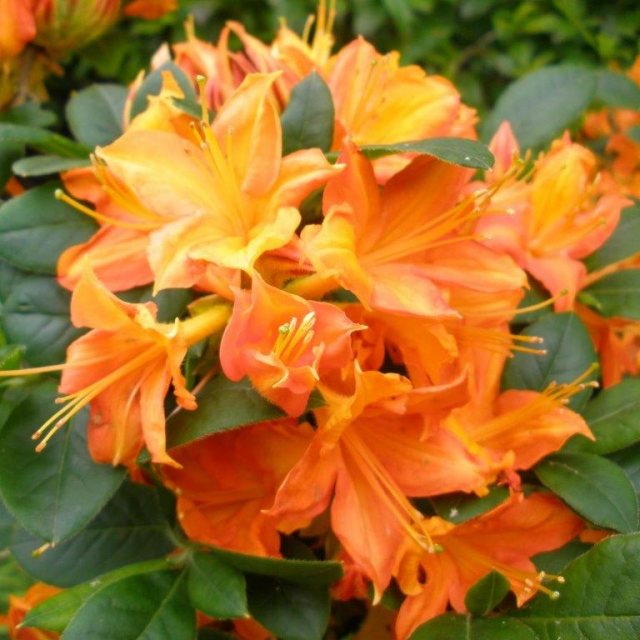 Azalea Flower Seeds for Planting, Heirloom, Non-GMO, 100 for planting in home garden