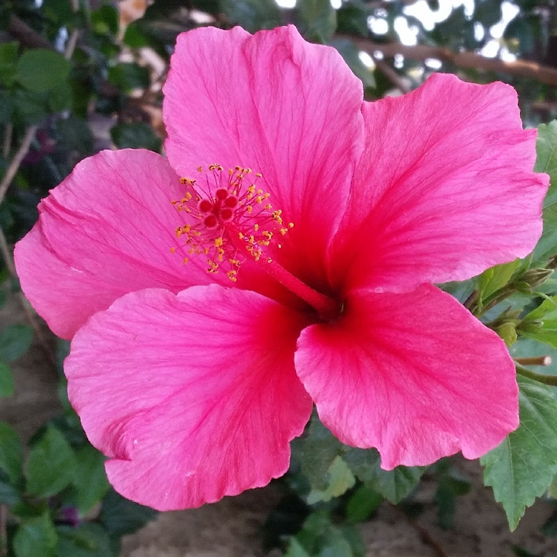 Brazilian Roses Heirloom Non-GMO Pink Hibiscus Rosa-Sinensis Flower Seeds for Planting ...