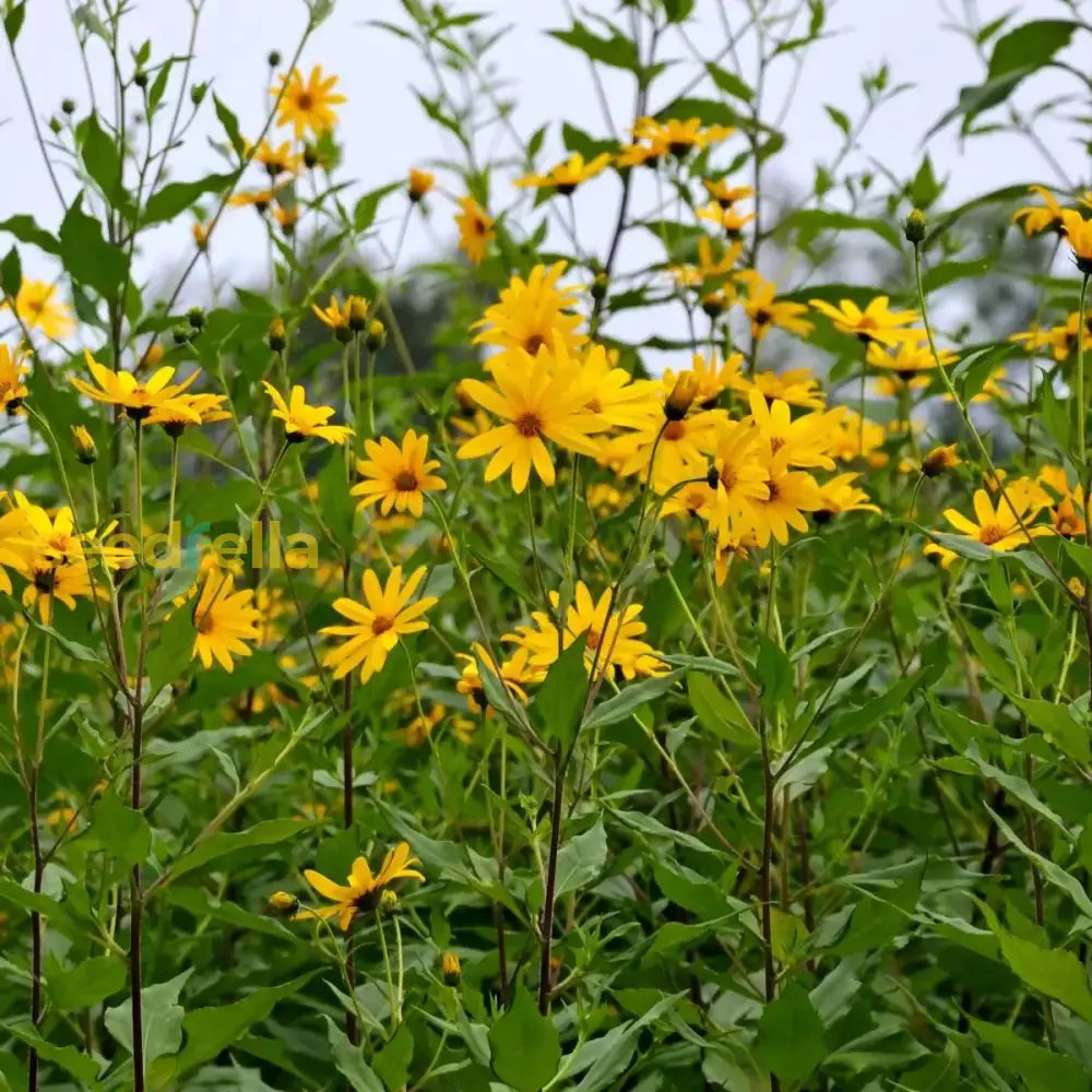 Topinambur Flower Seeds for Planting - 100 seeds for planting in home garden