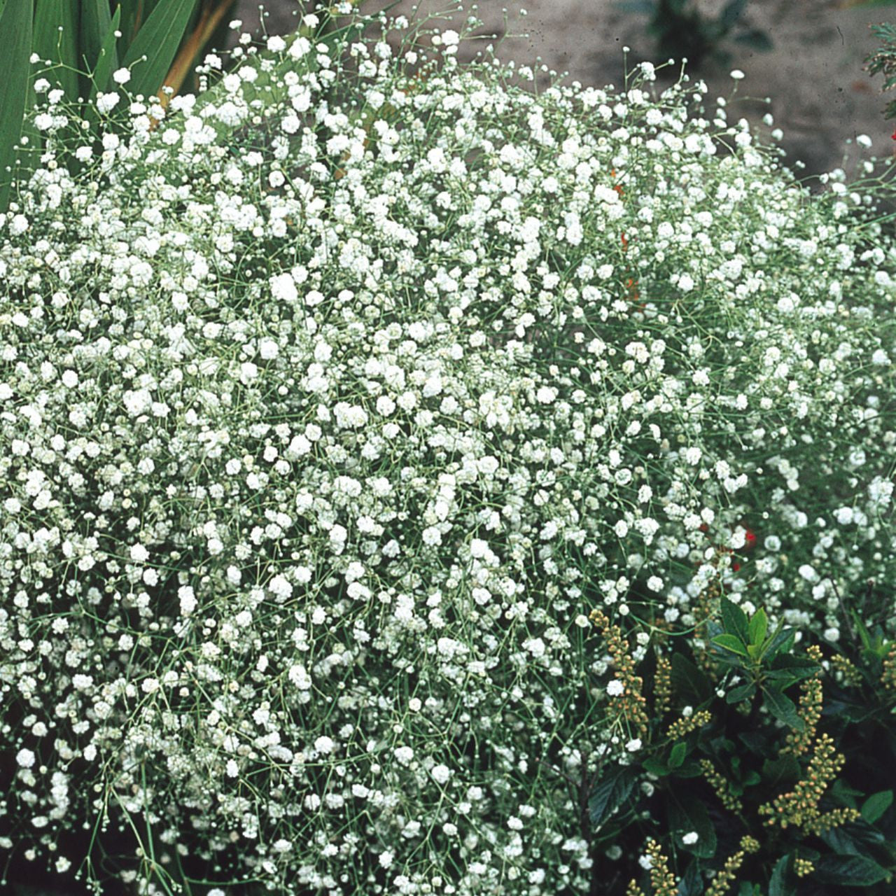 White Gyposophila Elegans Plant Seeds for Planting - 100 seeds for planting in home garden