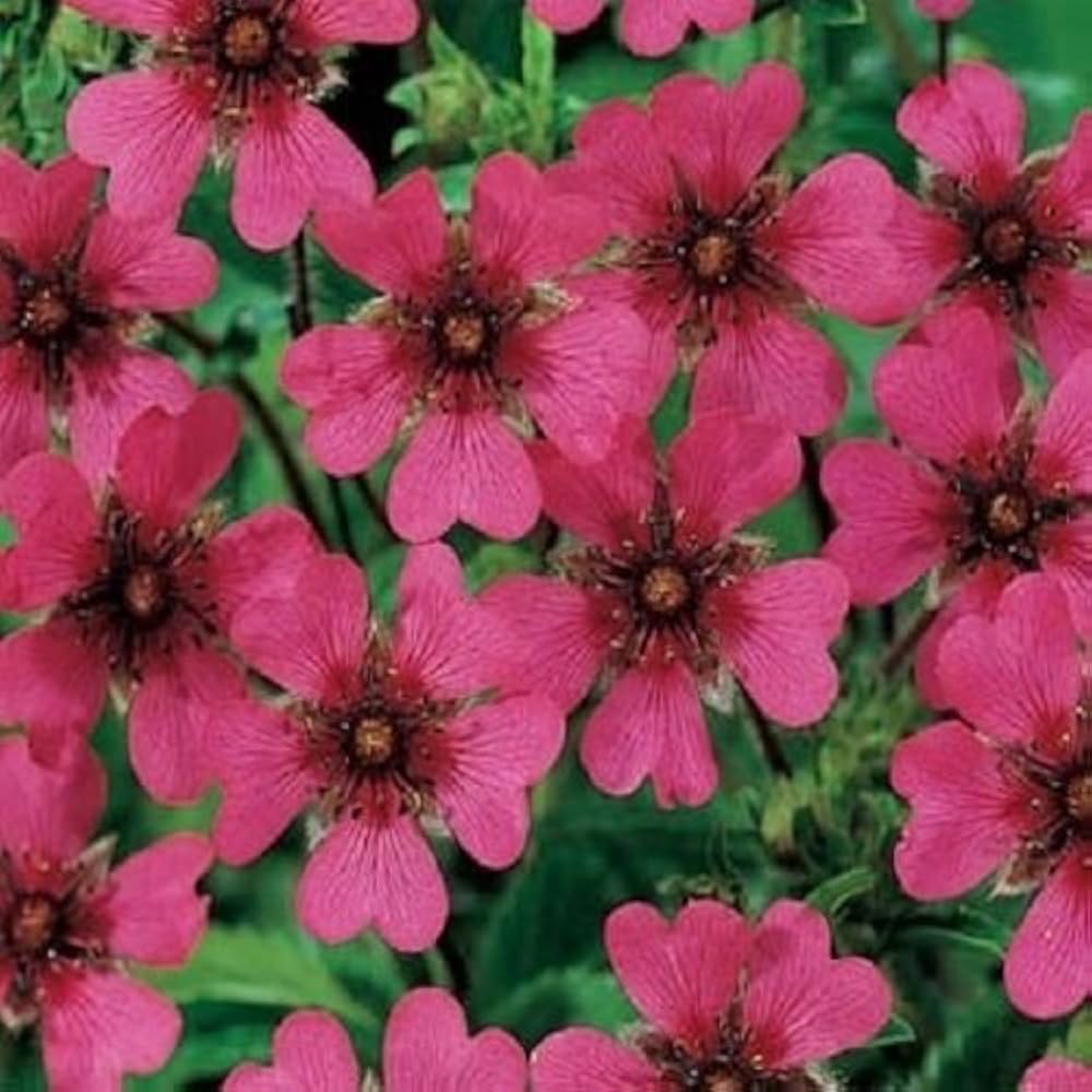 Pink Potentilla Nepalensis Flower Seeds for Planting - 100 seeds for planting in home garden