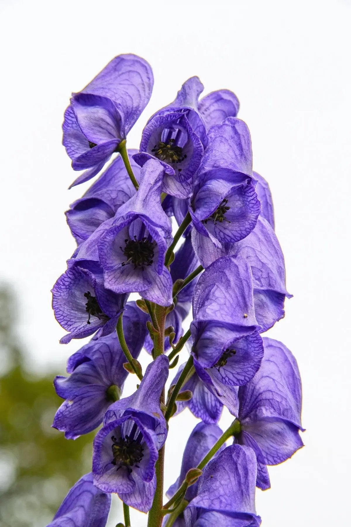 Heirloom Blue Aconitum Napellus Flower Seeds for Planting, Non-GMO for planting in home garden