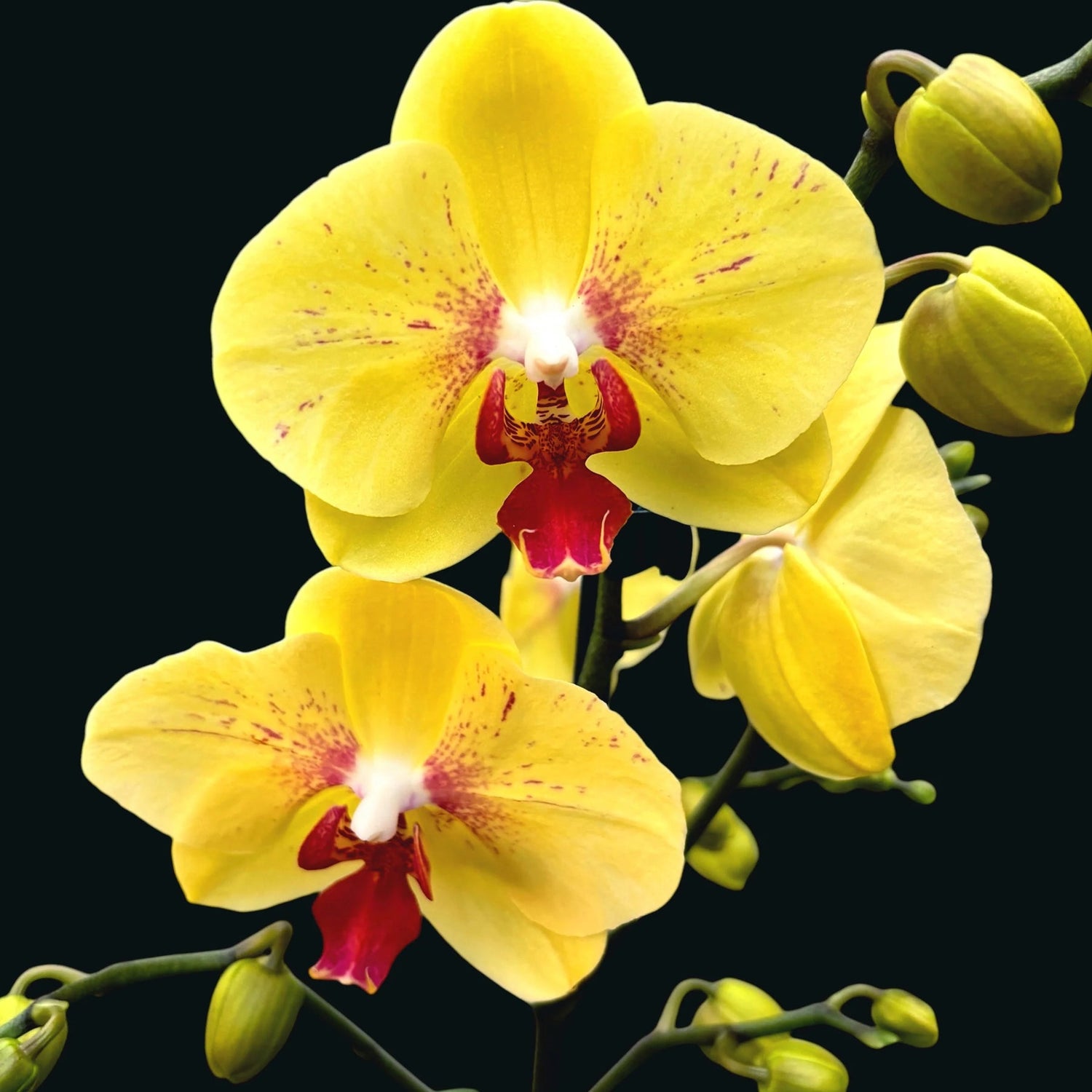 Light Yellow Butterfly Orchids Flower Seeds for Planting - NON GMO Seeds seeds for planting in home garden