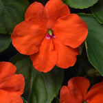 Orange Impatiens Flower Seeds for Planting - 100 seeds for planting in home garden