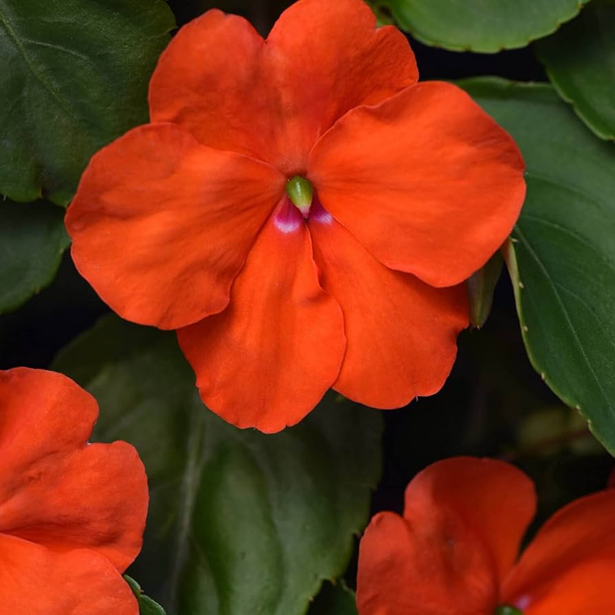 Orange Impatiens Flower Seeds for Planting - 100 seeds for planting in home garden