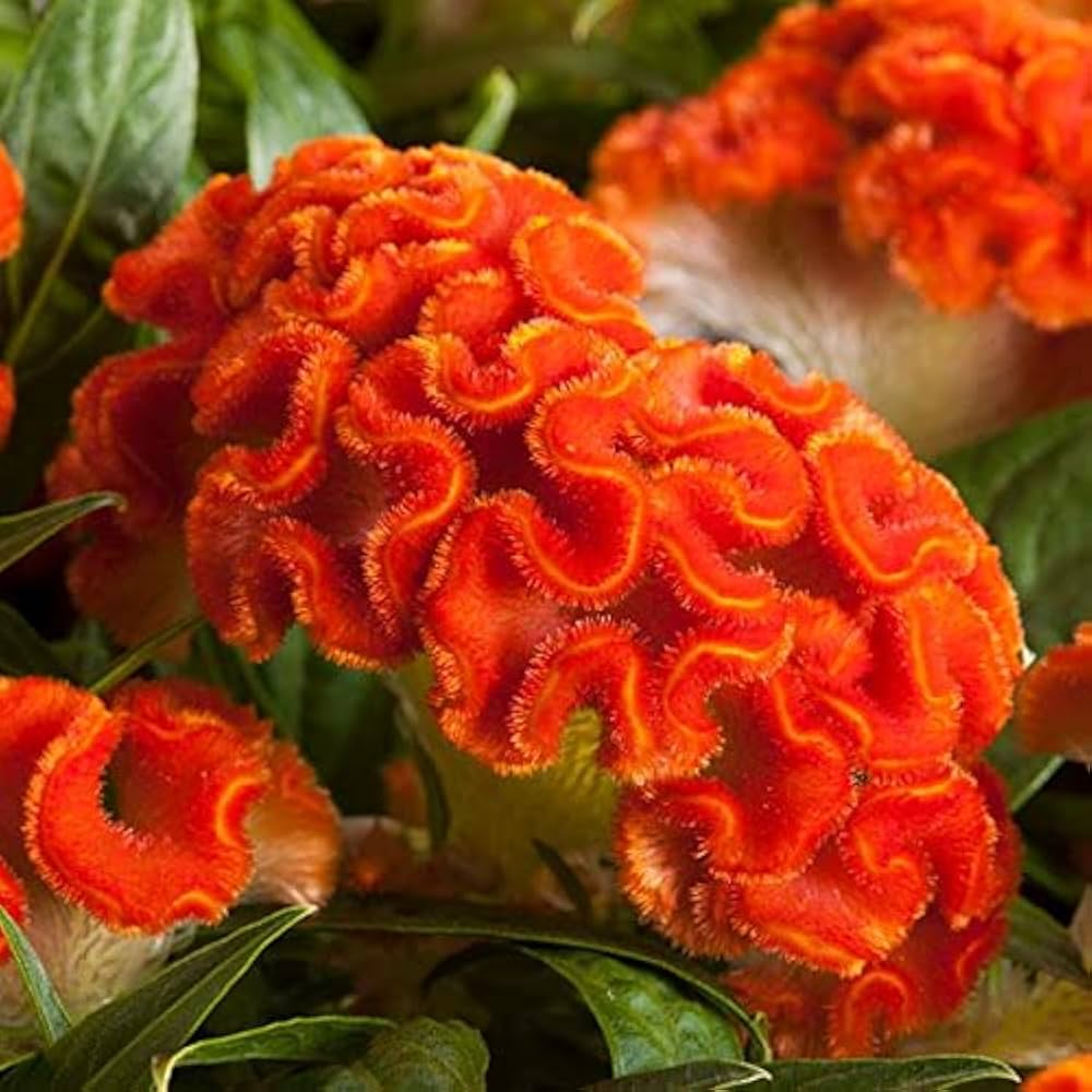Orange Celosia Flower Seeds, Heirloom, Non-GMO Seeds for Planting for planting in home garden