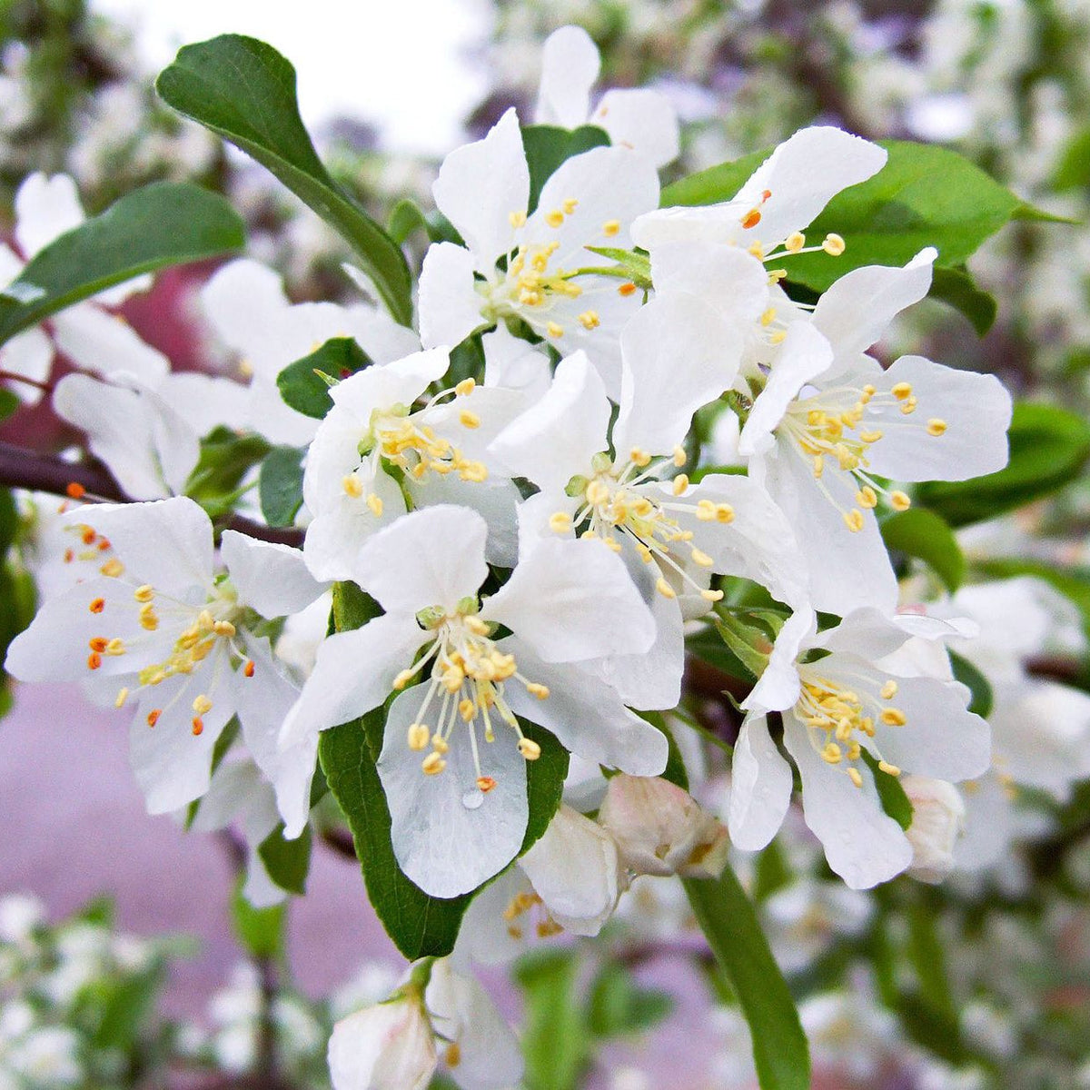 White (White scientific name) for planting in garden