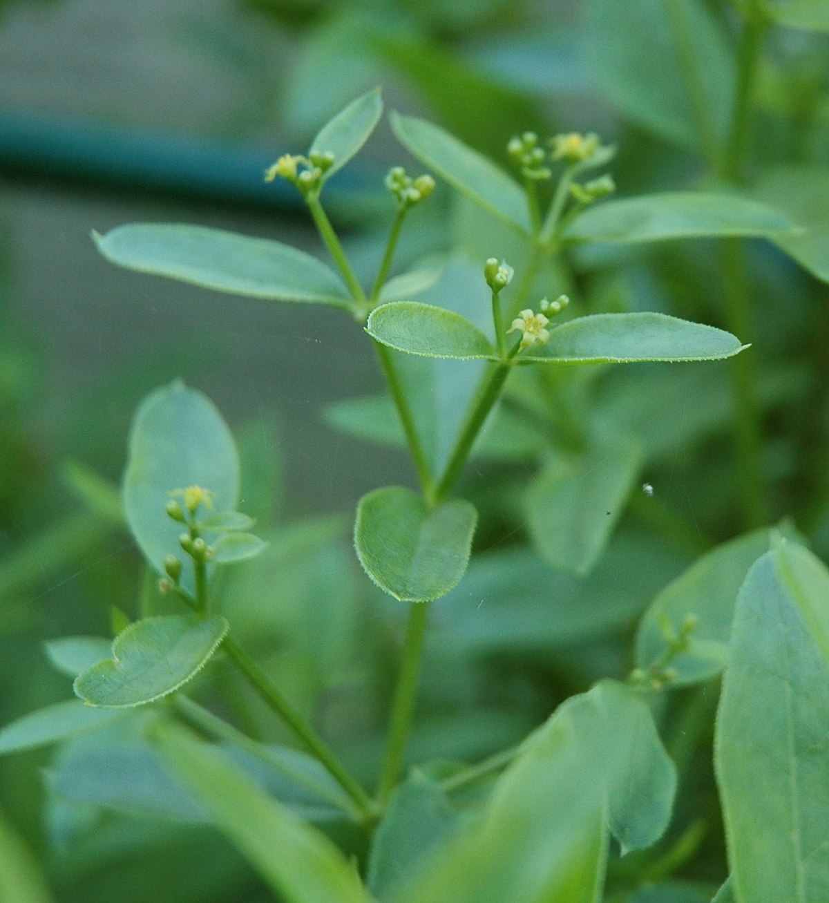 Tinctorum (Tinctorum scientific name) for planting in garden