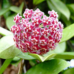 Wax Flower Seeds for Planting - 100 pcs for planting in your garden.