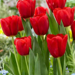 Tulip (Tulip scientific name) for planting in garden