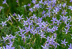 Blue Laurentia Flower Seeds for Planting - 100 seeds for planting in home garden