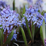 Scilla Bifolia Flower Seeds for Planting, 100 seeds for planting in home garden