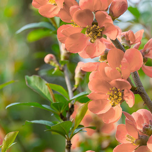 Orange Chaenomeles Flower Seeds – Heirloom, Non-GMO Seeds for Planting Bright Spring Blooms seeds for planting in home garden