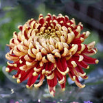 Yellow Red Chrysanthemum Flower Seeds for Planting - NON GMO Seeds seeds for planting in home garden