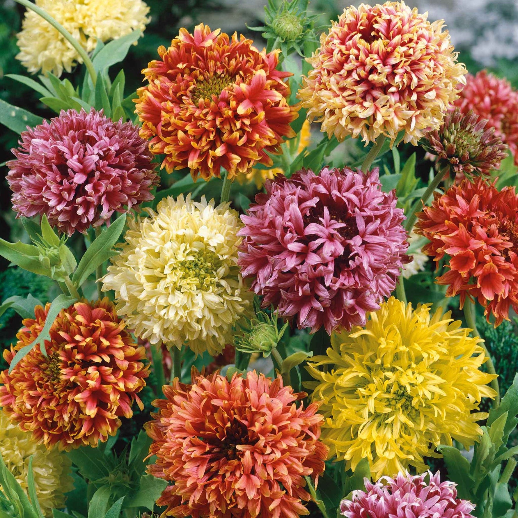 Mixed Gaillardia Flower Seeds for Planting, 100 seeds for planting in home garden