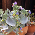 Mertensia Maritima Seeds for Planting - 100 seeds for planting in home garden