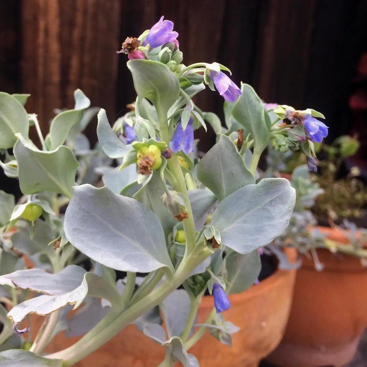 Mertensia Maritima Seeds for Planting - 100 seeds for planting in home garden