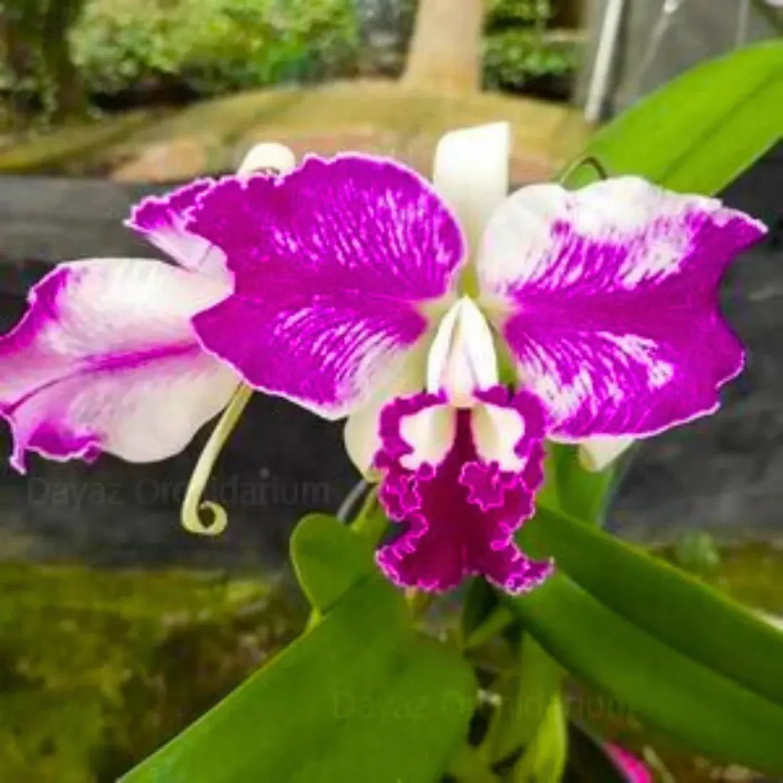 Cattleya Flower Seeds for Planting NON GMO Seeds seeds for planting in home garden