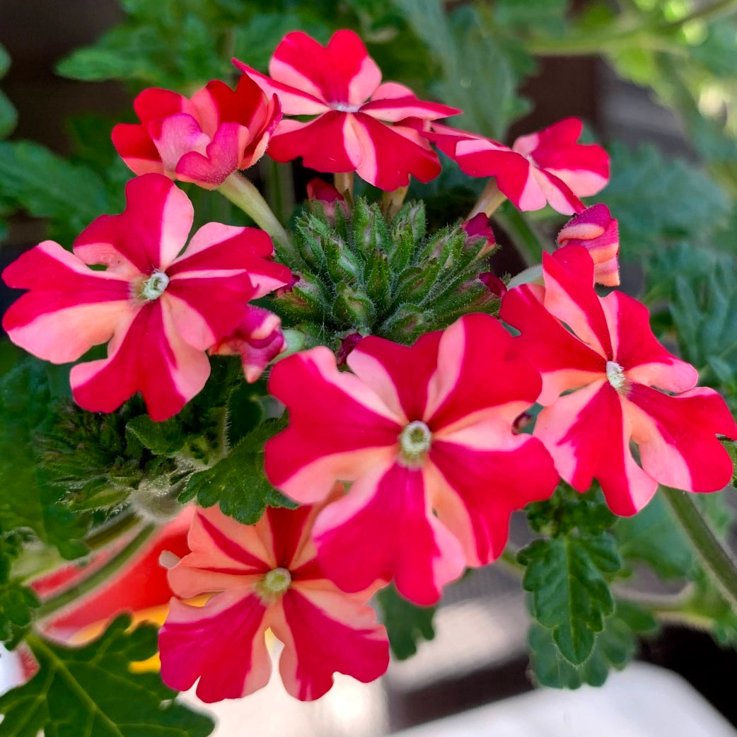 Stripe Verbena Flower Seeds for Planting - 100 seeds for planting in home garden