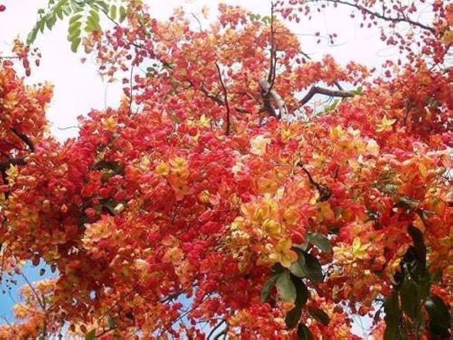 Yellow Pink Marginata Flower Seeds for Planting - 100 seeds for planting in home garden