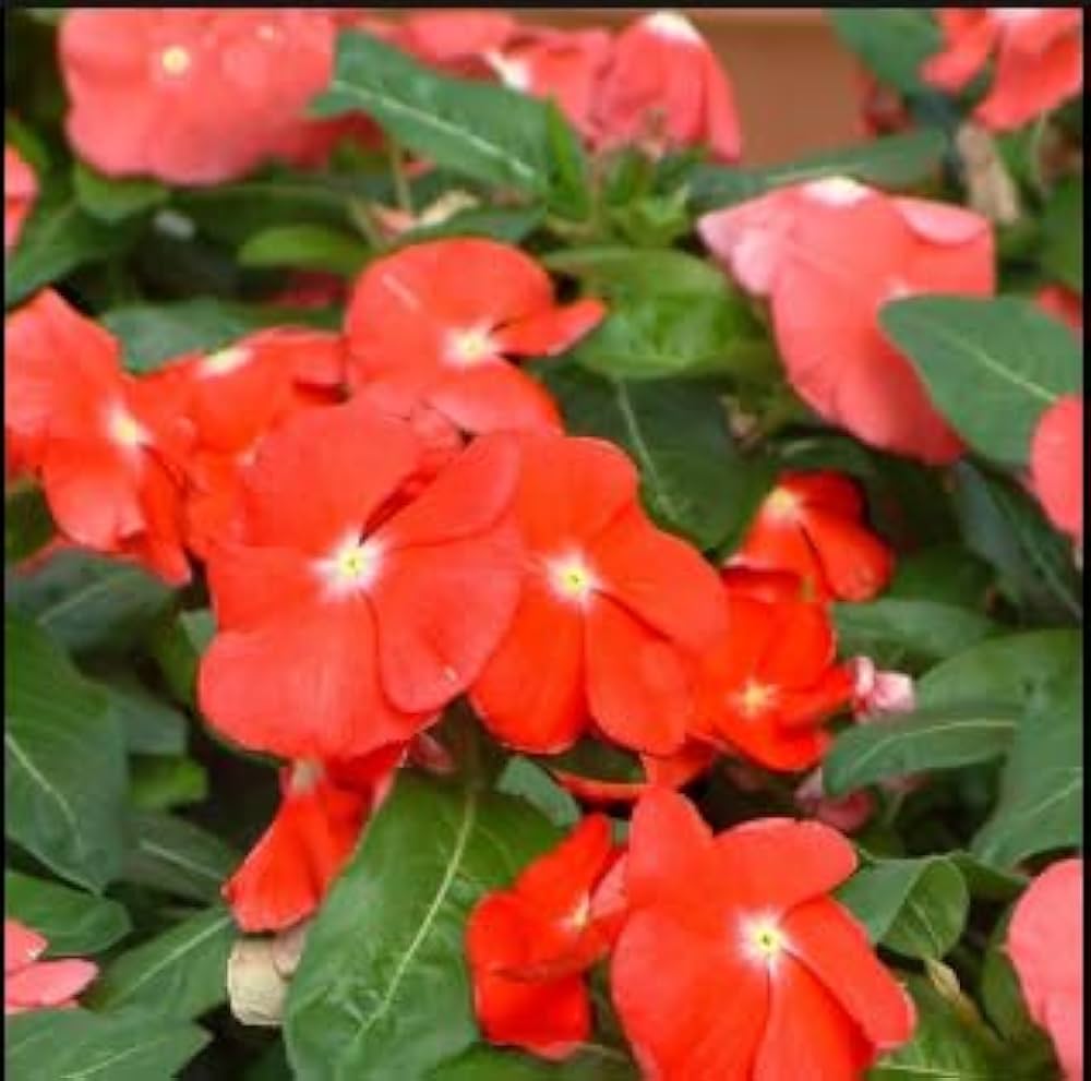 Heirloom Non-GMO Orange Periwinkle Flower Seeds for Bright and Low-Maintenance Garden Planting seeds for planting in home garden