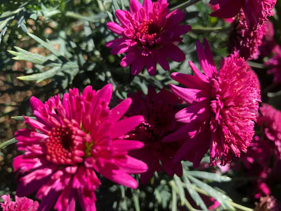 Heirloom Pink Argyranthemum Flower Seeds for Planting - Ideal for Home Garden seeds for planting in home garden
