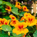 Heirloom Yellow Red Nasturtium Flower Seeds for Planting – Non-GMO, Vibrant Edible Blooms seeds for planting in home garden