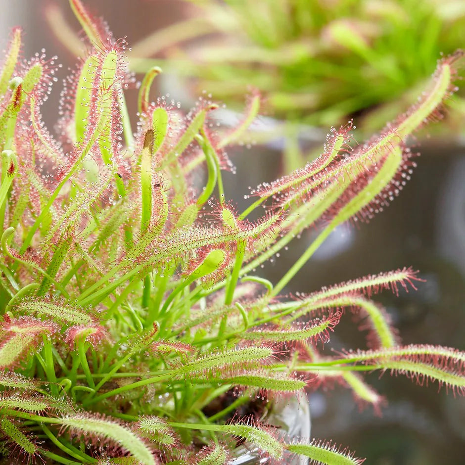 Green Sundew Clip Plant Seeds for Planting, 100 seeds for planting in home garden