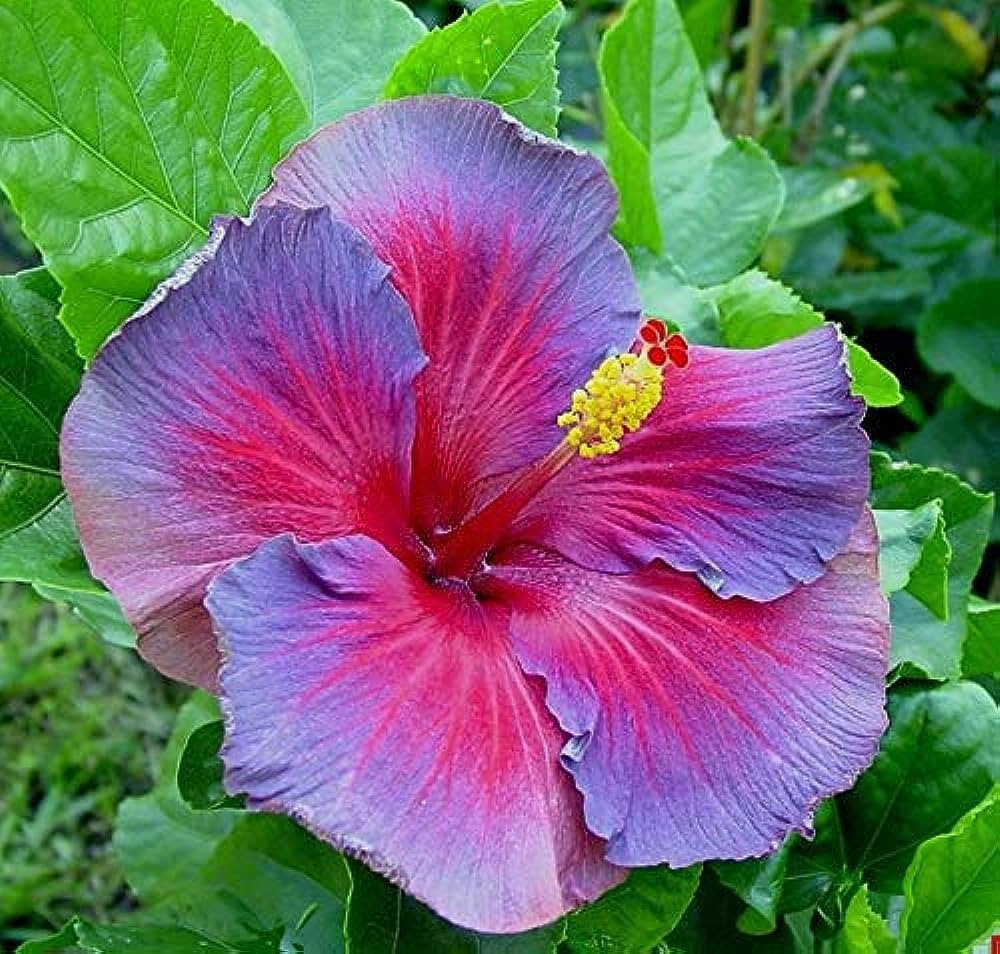 Heirloom Non-GMO Purple Pink Hibiscus Flower Seeds – Vibrant Tropical Blooms for Garden Planting seeds for planting in home garden