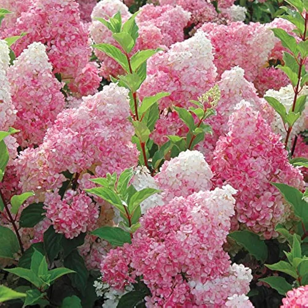 Vainilla Hortensia Flower Seeds for Planting NON GMO Seeds seeds for planting in home garden