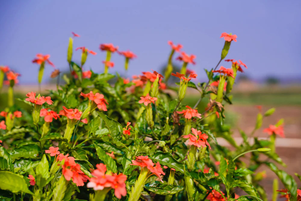 Crossandra Semi Flower Seeds for Planting - 100 seeds for planting in home garden