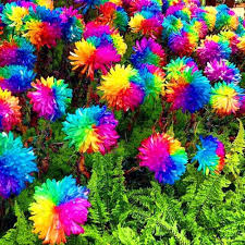 Chrysanthemum Rainbow Flower Seeds for Planting - NON GMO Seeds seeds for planting in home garden
