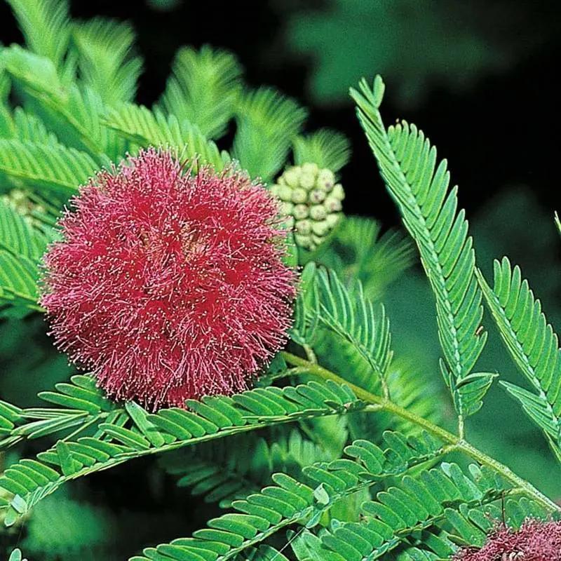 Mimosa Pudica Flower Seeds for Planting 100 seeds for planting in home garden