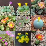 Mixed Conophytum Hammeri Plant Seeds for Planting, 100 seeds for planting in home garden