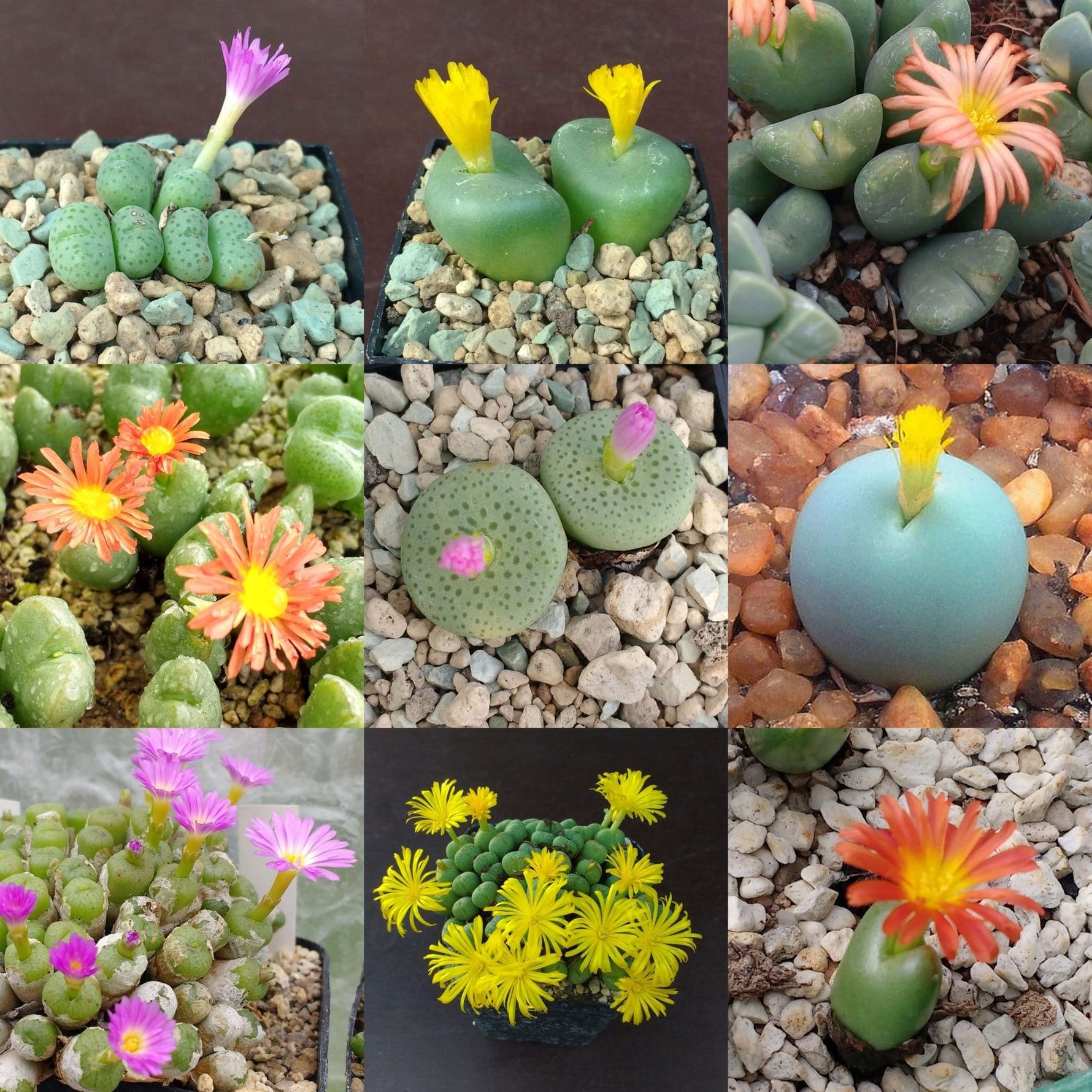 Mixed Conophytum Hammeri Plant Seeds for Planting, 100 seeds for planting in home garden
