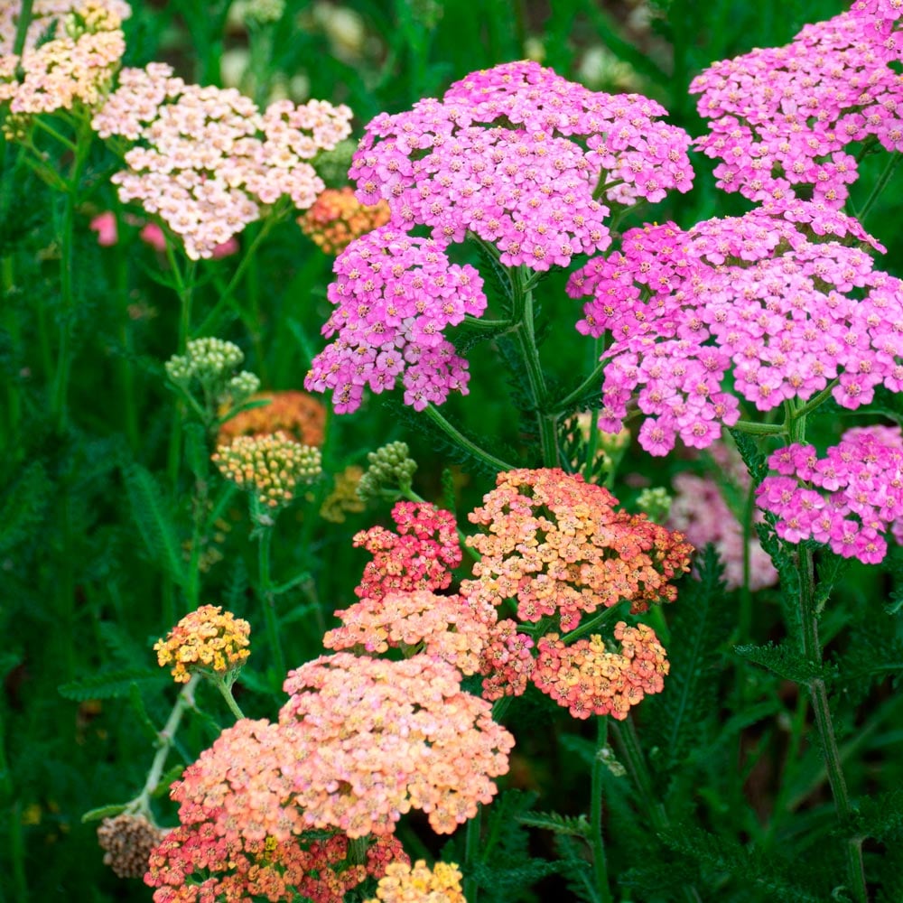 Mixed (Mixed scientific name) for planting in garden