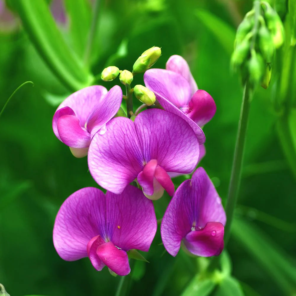 Heirloom Non-GMO Sweet Peas Flower Seeds | Fragrant Climbing Vine Seeds for Garden Trellises seeds for planting in home garden