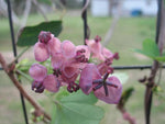 Akebia Flower Seeds for Planting, Fresh - NON GMO Seeds seeds for planting in home garden