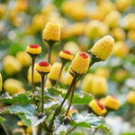 Acmella Oleracea Seeds for Planting - NON GMO Seeds seeds for planting in home garden