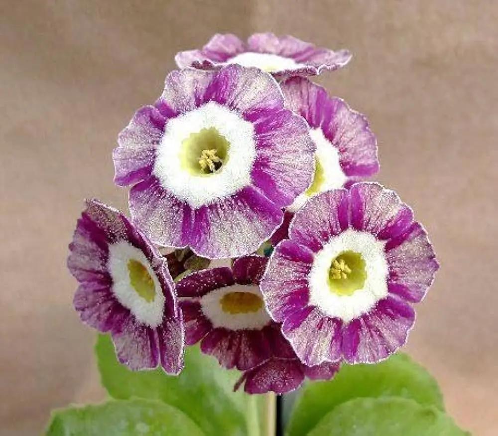 Violet Primula Seeds for Planting - 100 seeds for planting in home garden