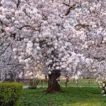 Yoshino Flower Seeds for Planting - 100 seeds for planting in home garden
