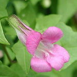 Pink Asarina Flower Seeds for Planting, 100 seeds for planting in home garden