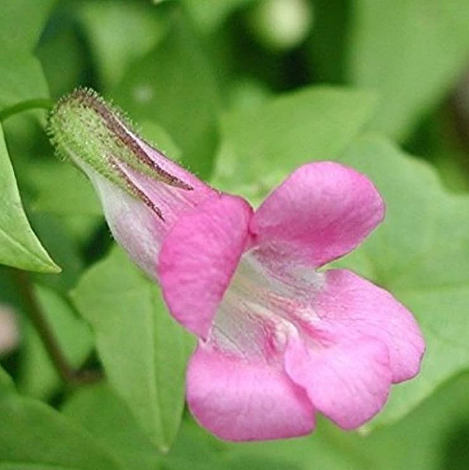 Pink Asarina Flower Seeds for Planting, 100 seeds for planting in home garden