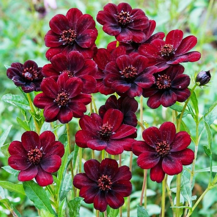 Marron Atrosanguineus Flower Seeds for Planting - 100 seeds for planting in home garden