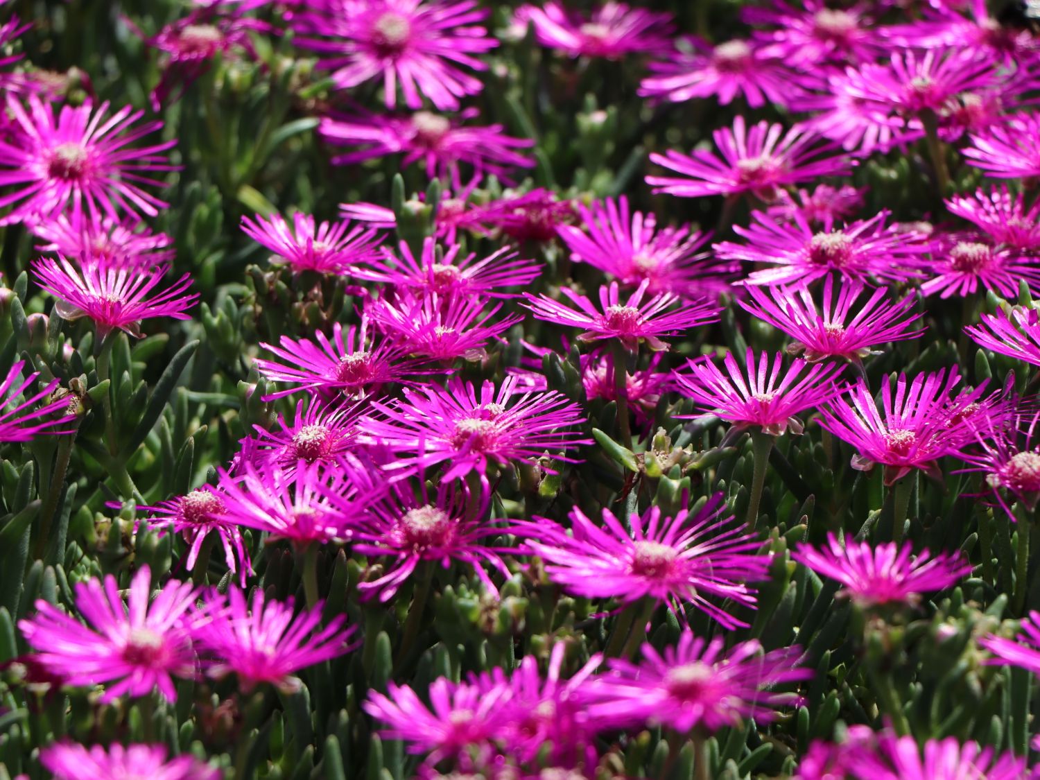 Mittagsblume Flower Seeds for Planting - 100 seeds for planting in home garden