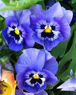 Pansy Blue Seeds for Planting – Organic Heirloom Non-GMO Flower Seeds seeds for planting in home garden