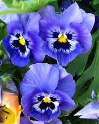 Pansy Blue Seeds for Planting – Organic Heirloom Non-GMO Flower Seeds seeds for planting in home garden